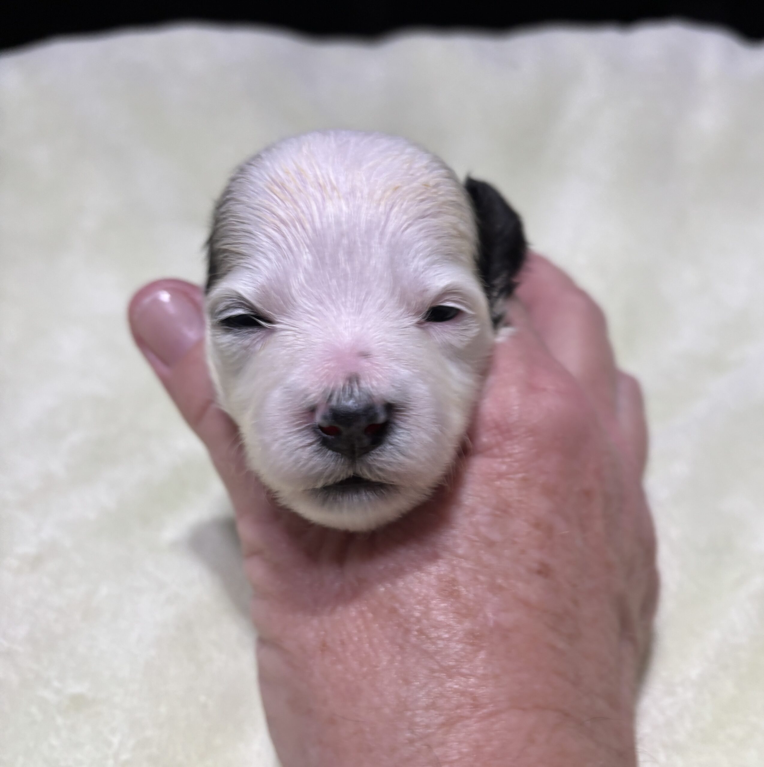 SANDY – Chonzer (Bichon / Schnauzer Mix)