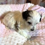 SANDY – Chonzer (Bichon / Schnauzer Mix)