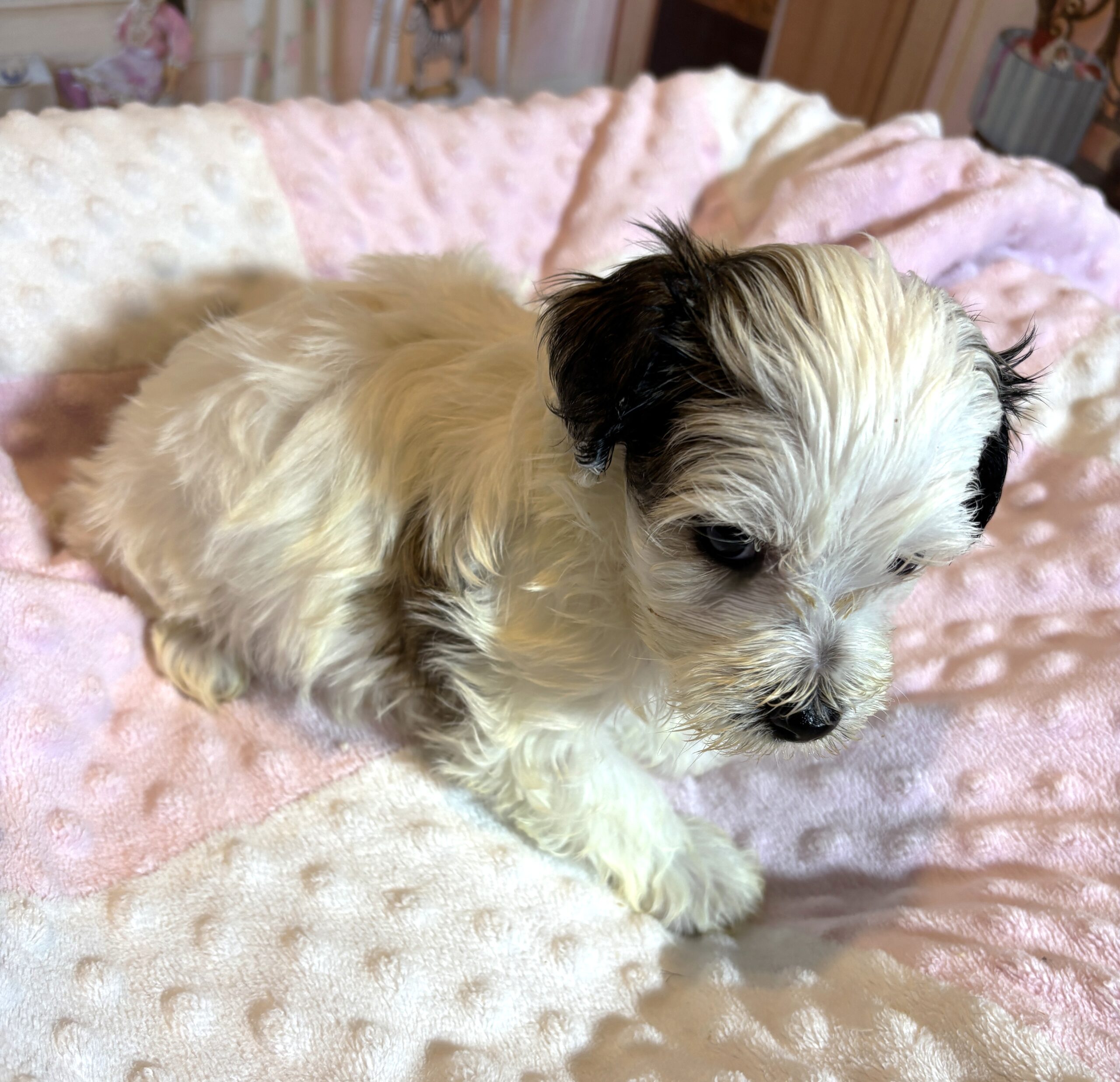 SANDY – Chonzer (Bichon / Schnauzer Mix)