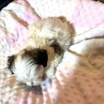 SANDY – Chonzer (Bichon / Schnauzer Mix)