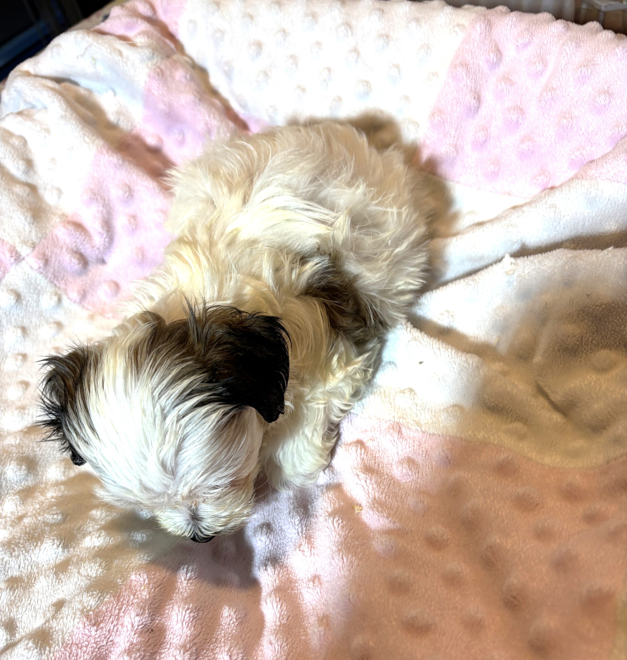 SANDY – Chonzer (Bichon / Schnauzer Mix)