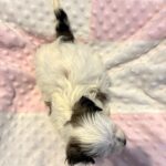 SANDY – Chonzer (Bichon / Schnauzer Mix)