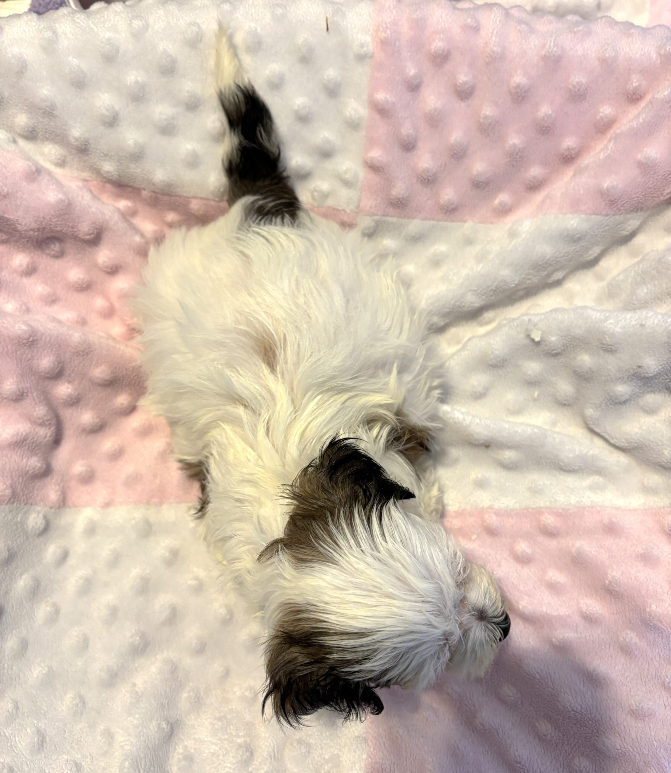 SANDY – Chonzer (Bichon / Schnauzer Mix)