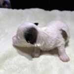 SANDY – Chonzer (Bichon / Schnauzer Mix)