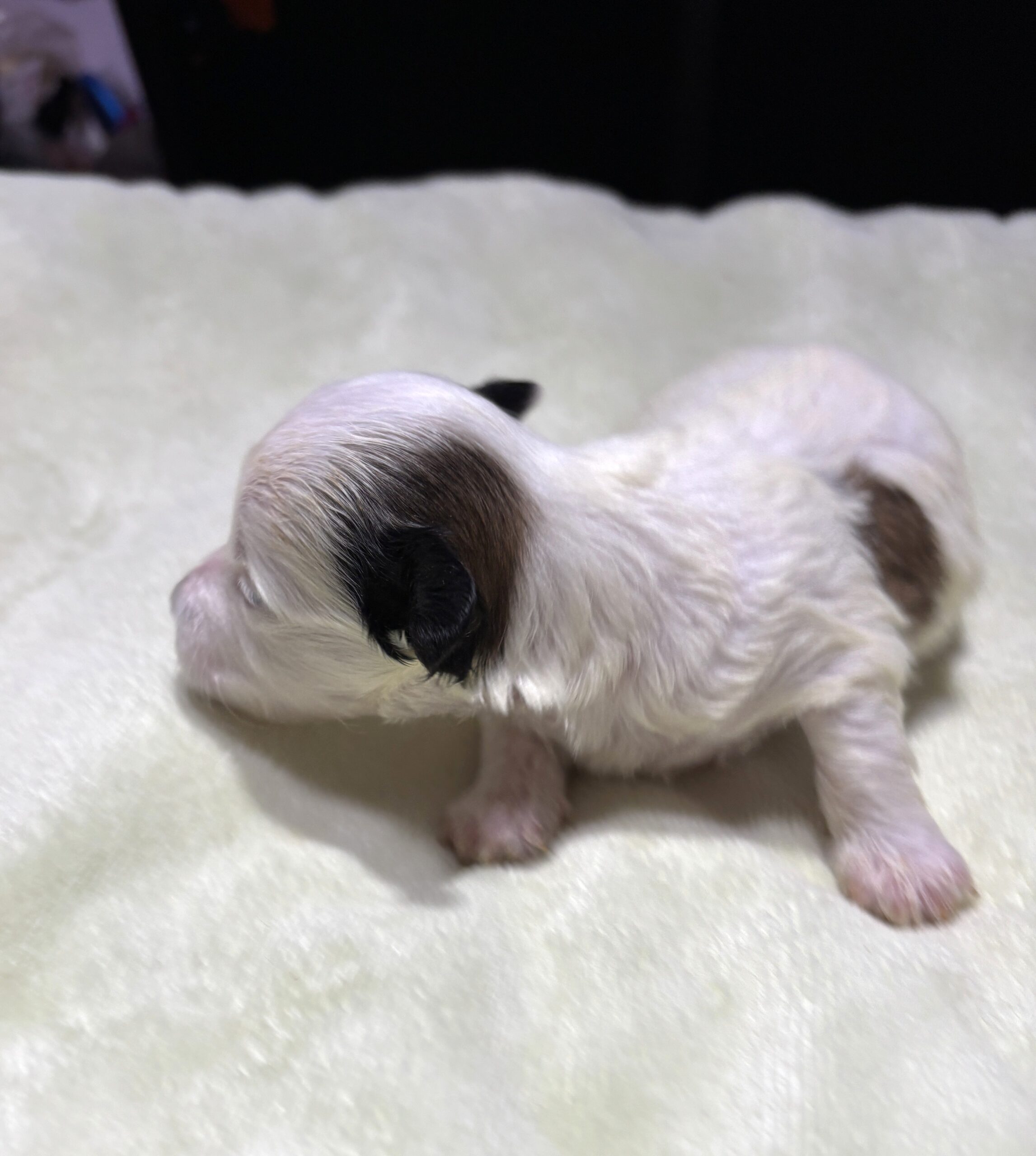 SANDY – Chonzer (Bichon / Schnauzer Mix)