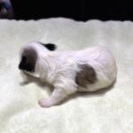 SANDY – Chonzer (Bichon / Schnauzer Mix)