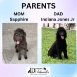 New Schnoodle Litters Coming! Click ‘View Details’ to Learn More