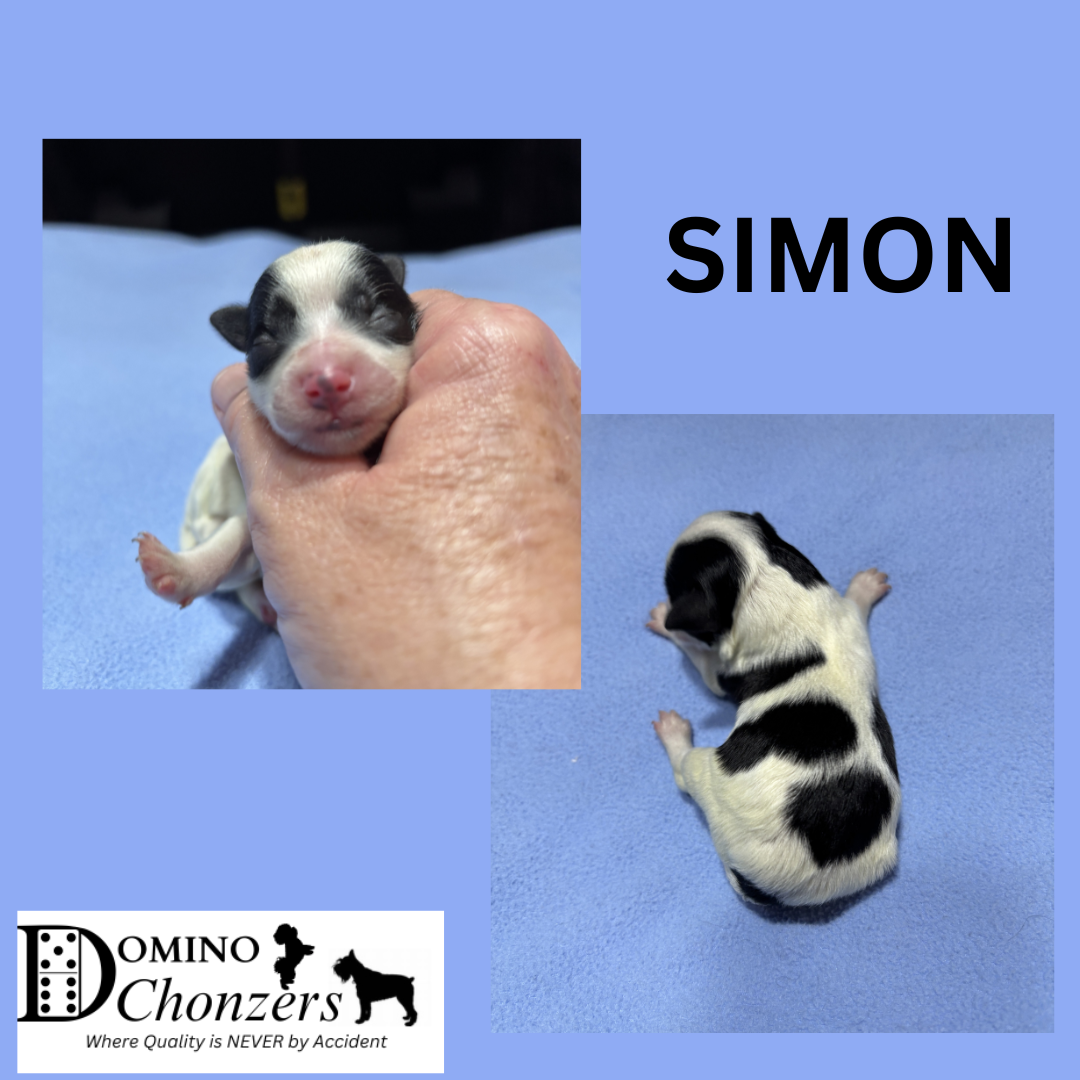 ANGEL BABY’s Chonzer Litter Just Arrived
