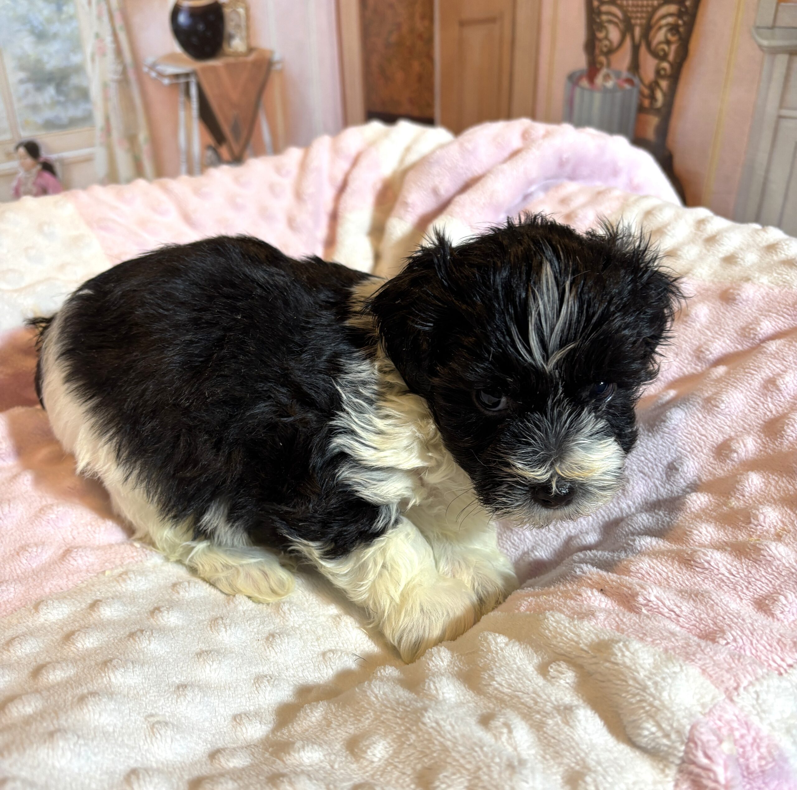 STELLA – Chonzer (Bichon / Schnauzer Mix)