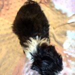 STELLA – Chonzer (Bichon / Schnauzer Mix)