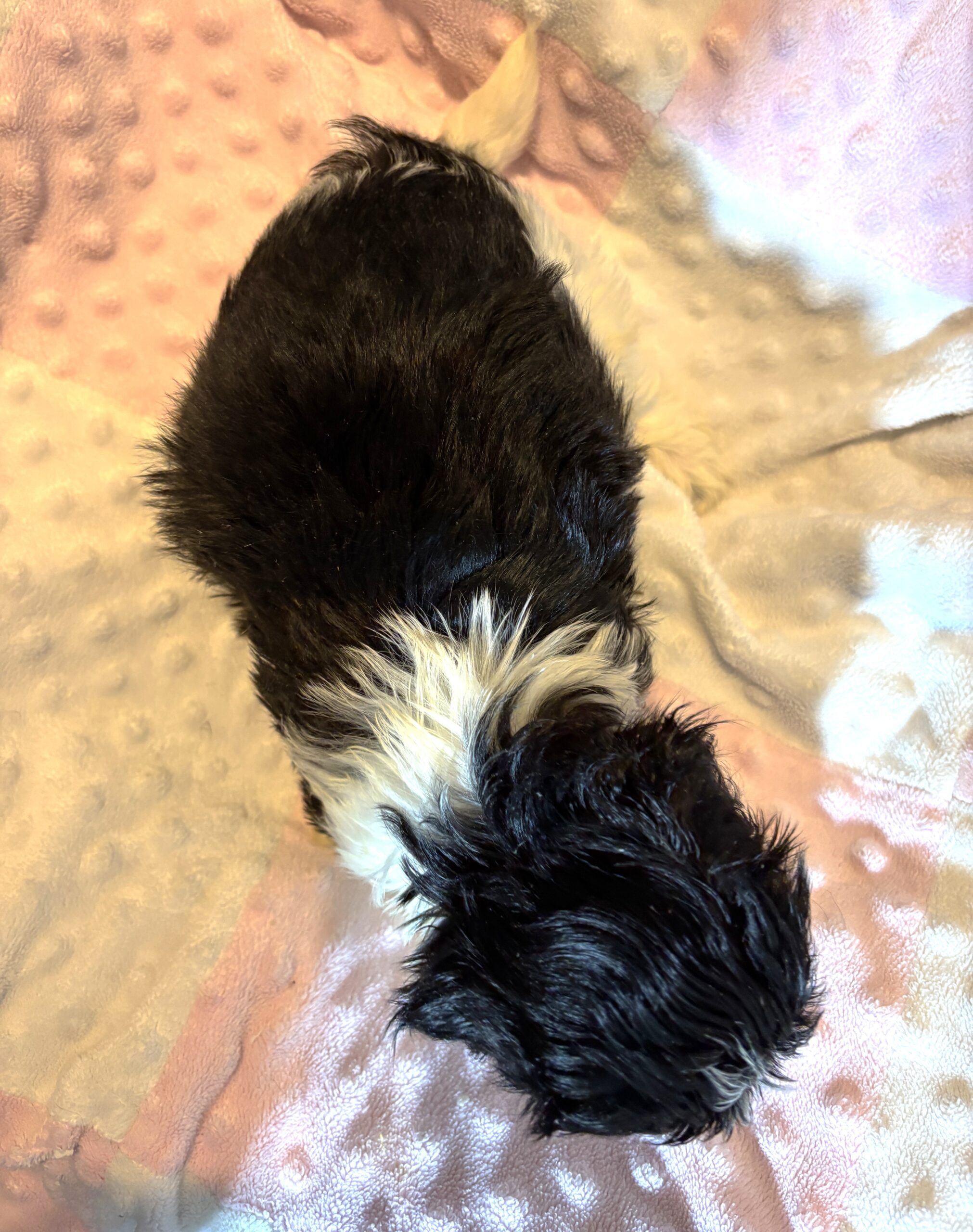 STELLA – Chonzer (Bichon / Schnauzer Mix)