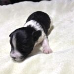 STELLA – Chonzer (Bichon / Schnauzer Mix)