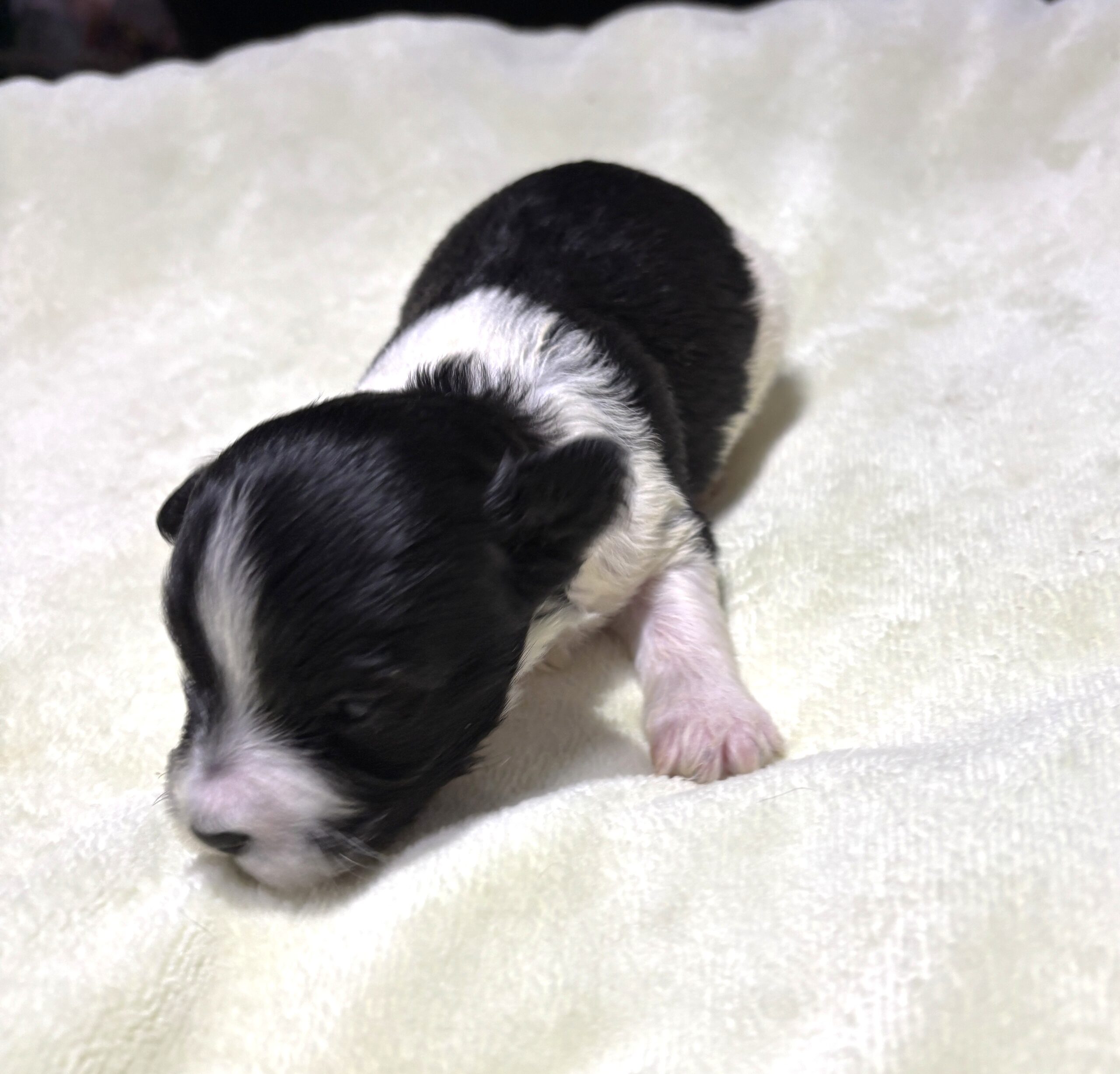 STELLA – Chonzer (Bichon / Schnauzer Mix)
