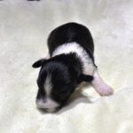 STELLA – Chonzer (Bichon / Schnauzer Mix)