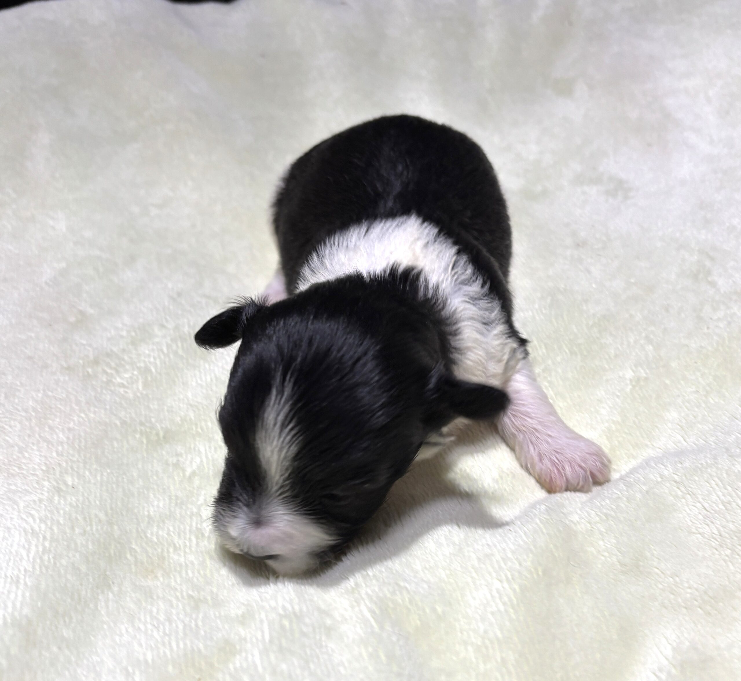STELLA – Chonzer (Bichon / Schnauzer Mix)
