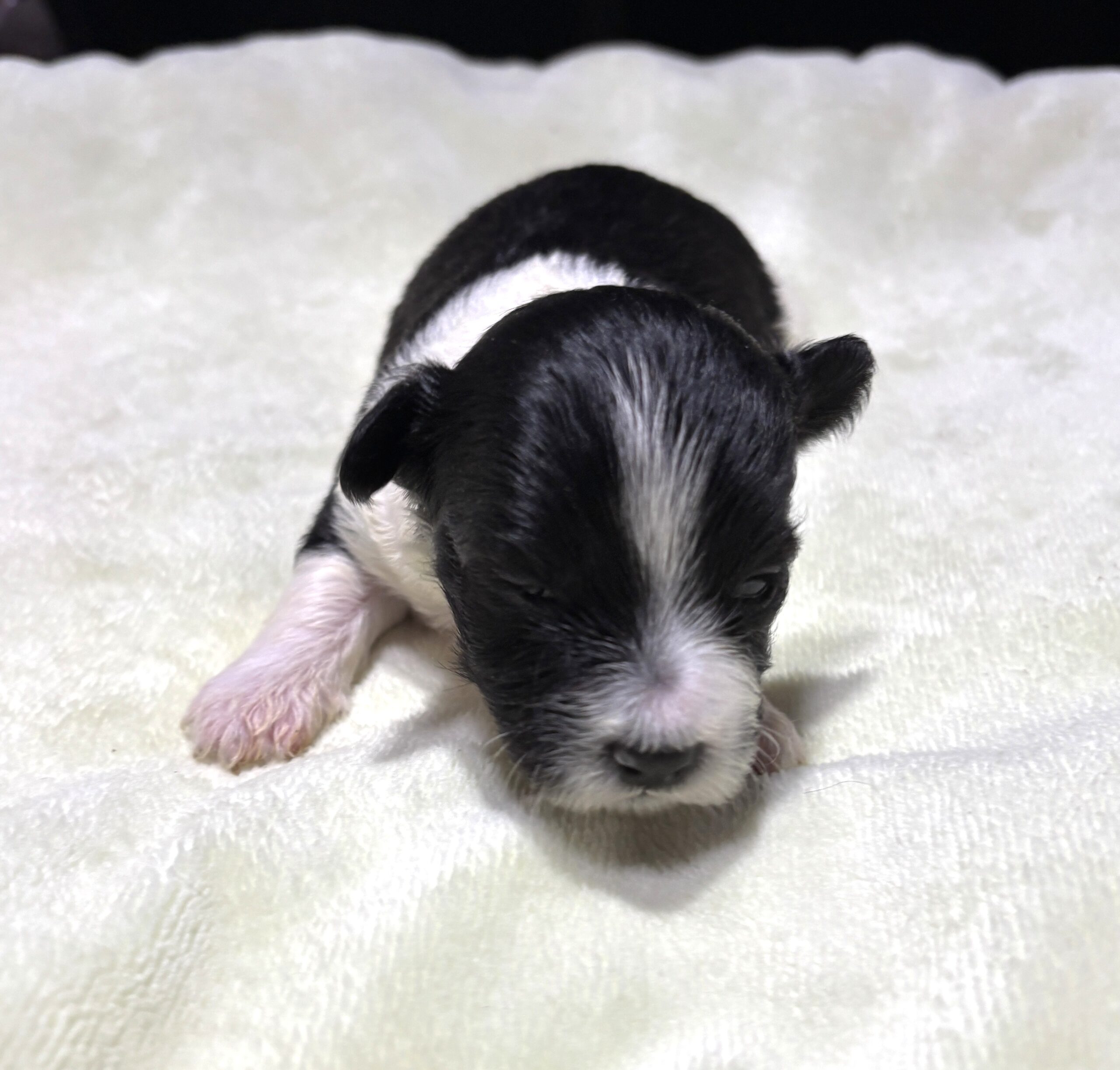 STELLA – Chonzer (Bichon / Schnauzer Mix)