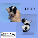 ANGEL BABY’s Chonzer Litter Just Arrived