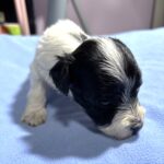 THOR – Chonzer (Bichon / Schnauzer Mix)