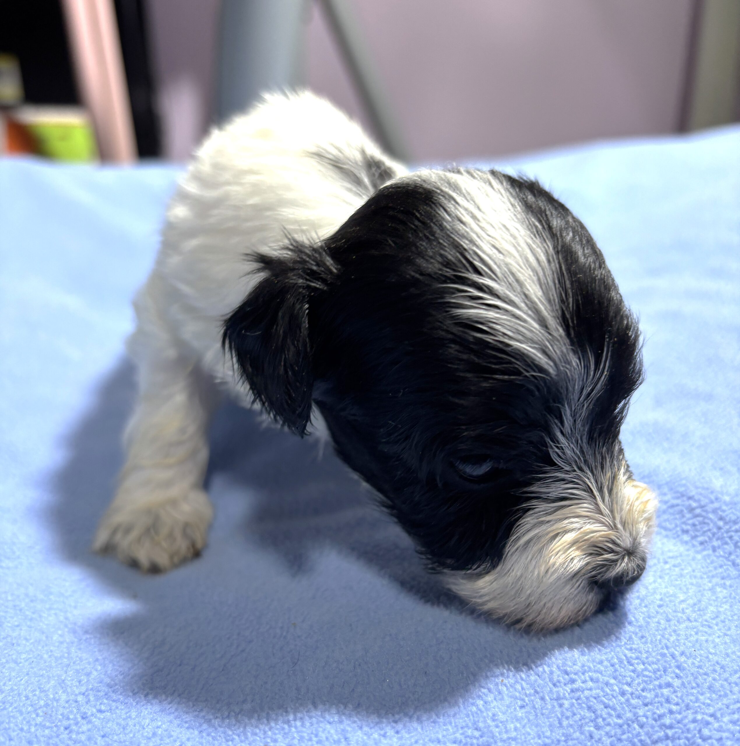 THOR – Chonzer (Bichon / Schnauzer Mix)