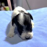 THOR – Chonzer (Bichon / Schnauzer Mix)