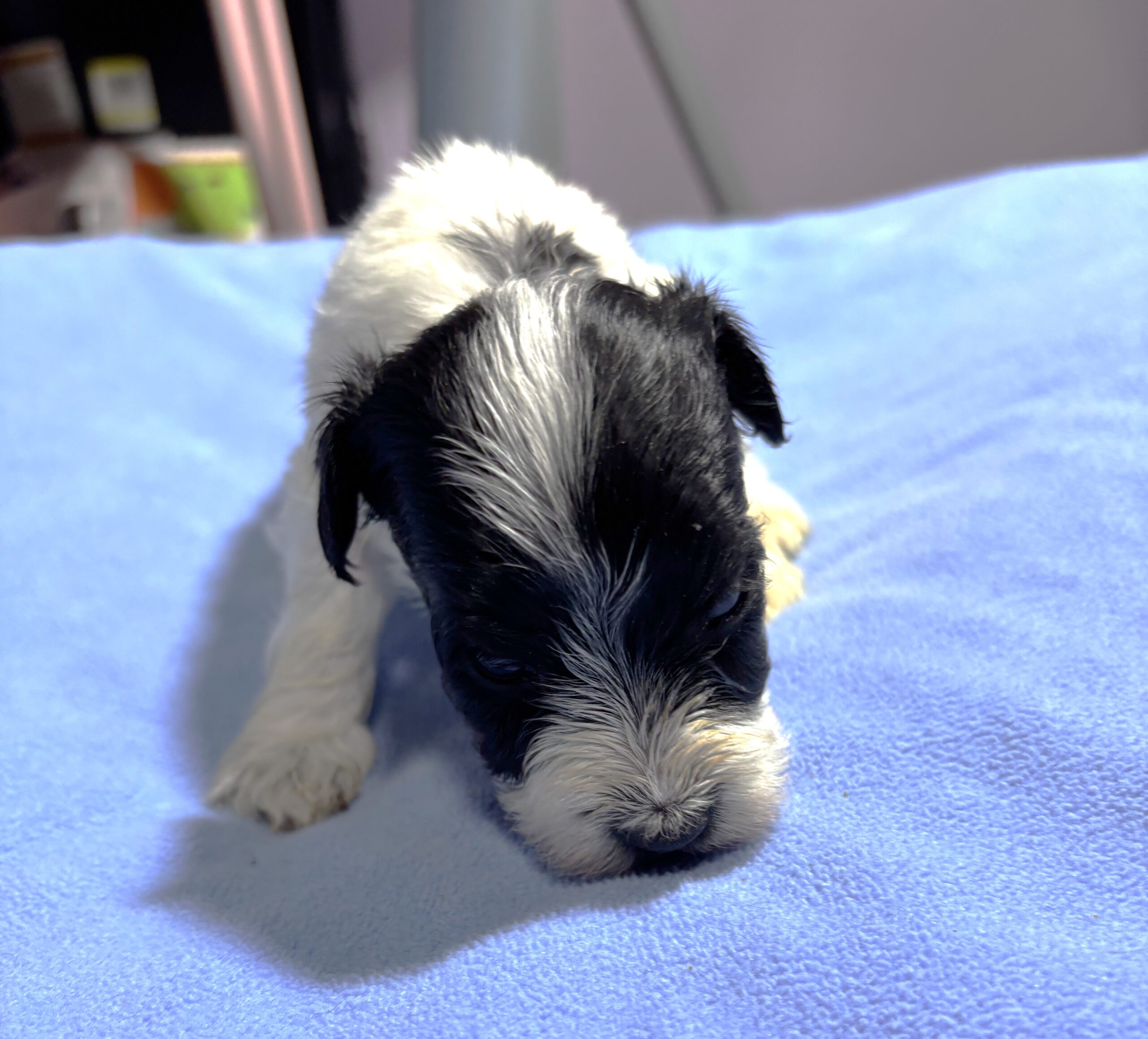 THOR – Chonzer (Bichon / Schnauzer Mix)