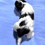 THOR – Chonzer (Bichon / Schnauzer Mix)