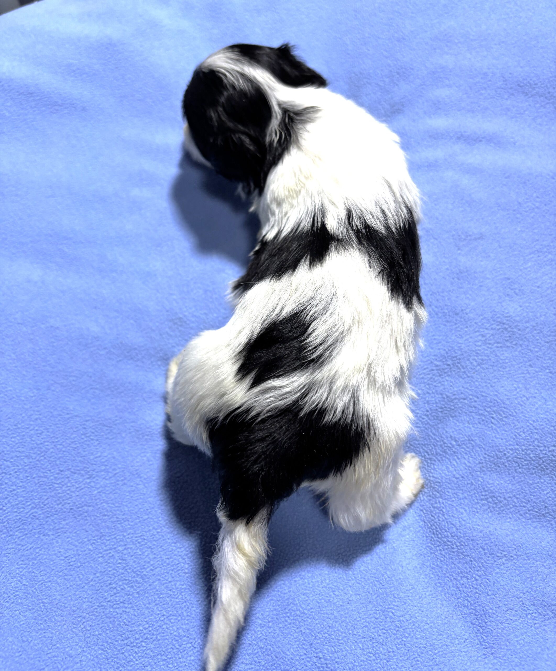 THOR – Chonzer (Bichon / Schnauzer Mix)