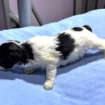 THOR – Chonzer (Bichon / Schnauzer Mix)