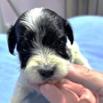 THOR – Chonzer (Bichon / Schnauzer Mix)