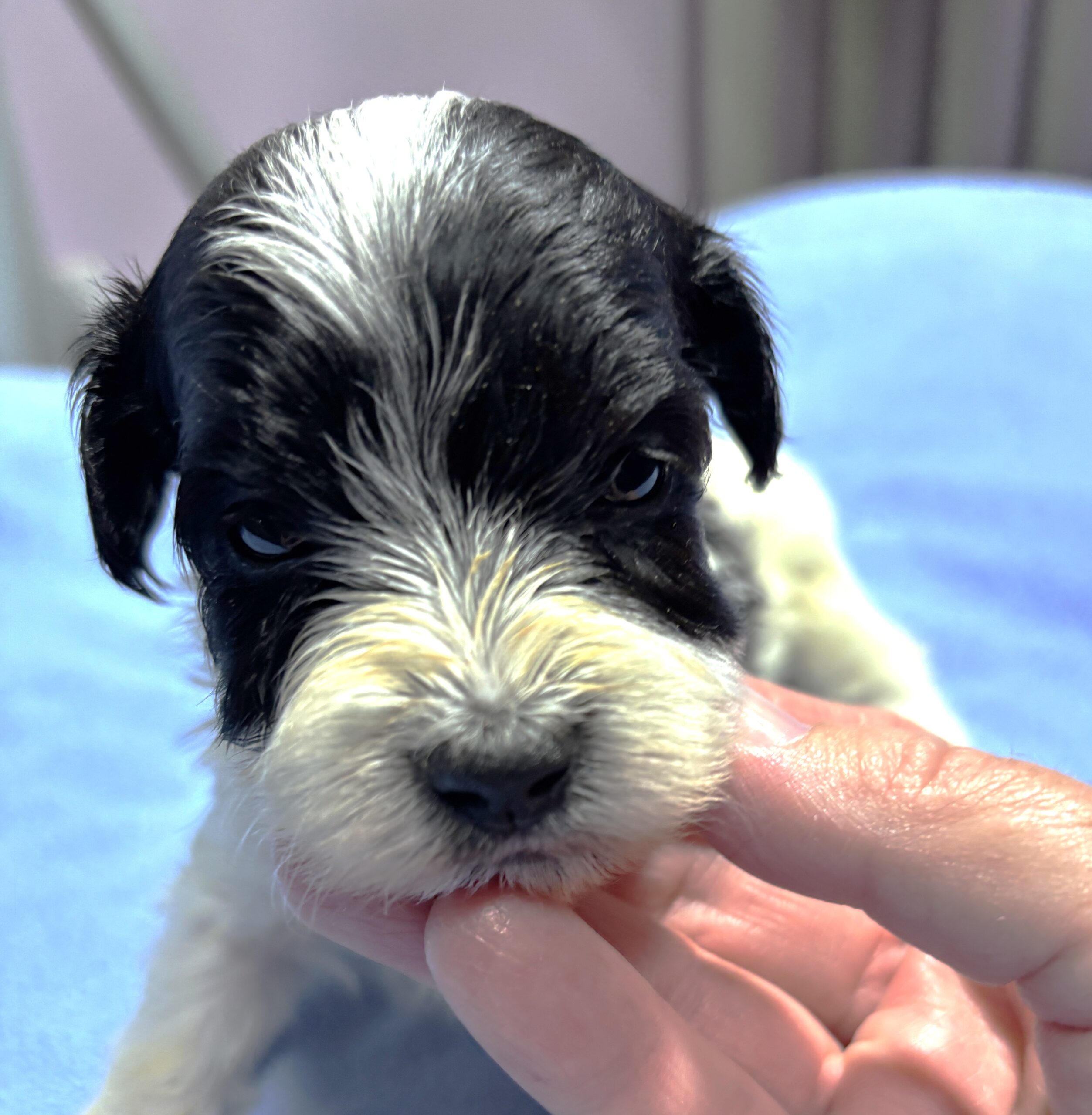 THOR – Chonzer (Bichon / Schnauzer Mix)
