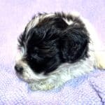 THOR – Chonzer (Bichon / Schnauzer Mix)