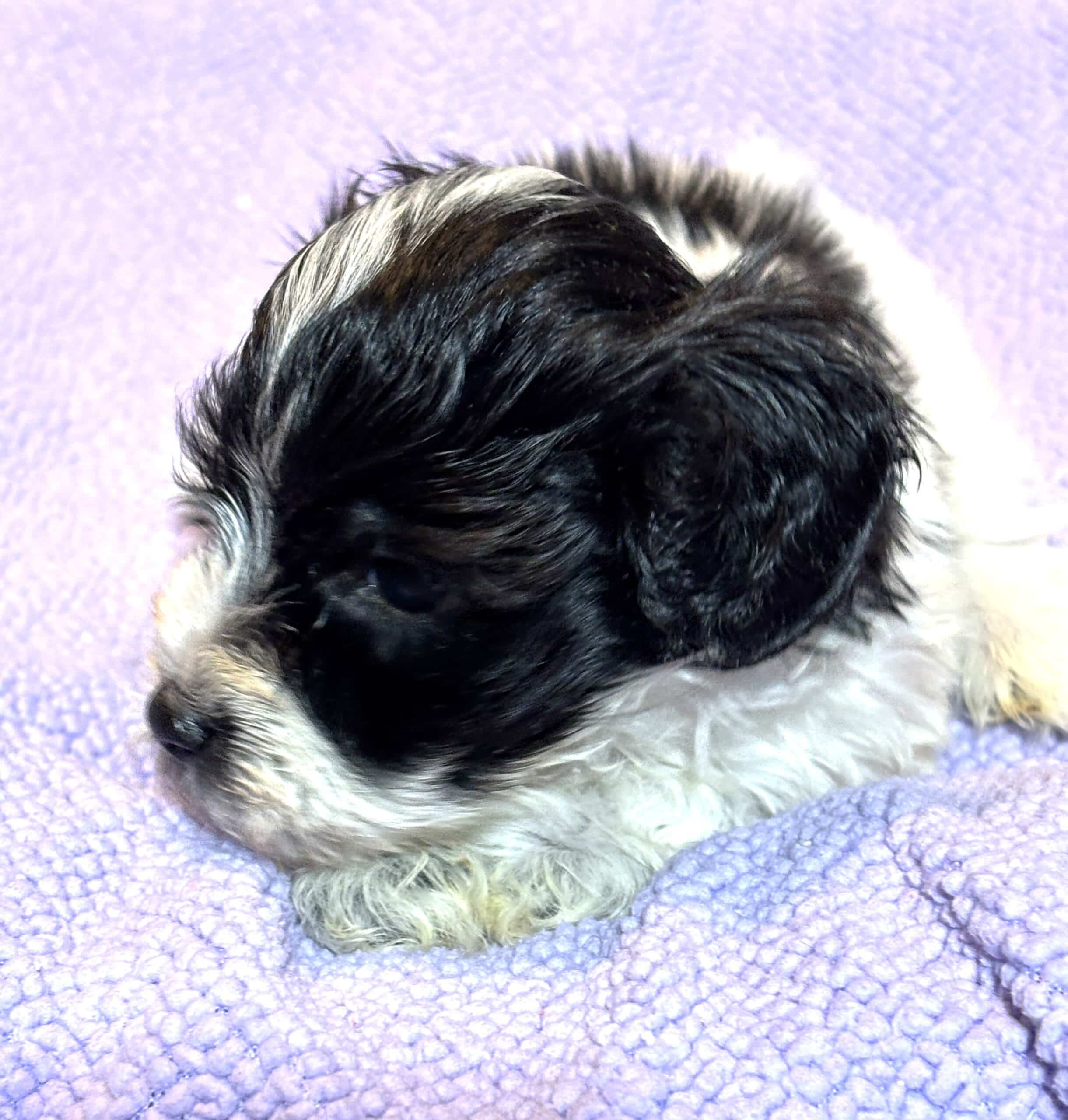THOR – Chonzer (Bichon / Schnauzer Mix)