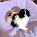 THOR – Chonzer (Bichon / Schnauzer Mix)
