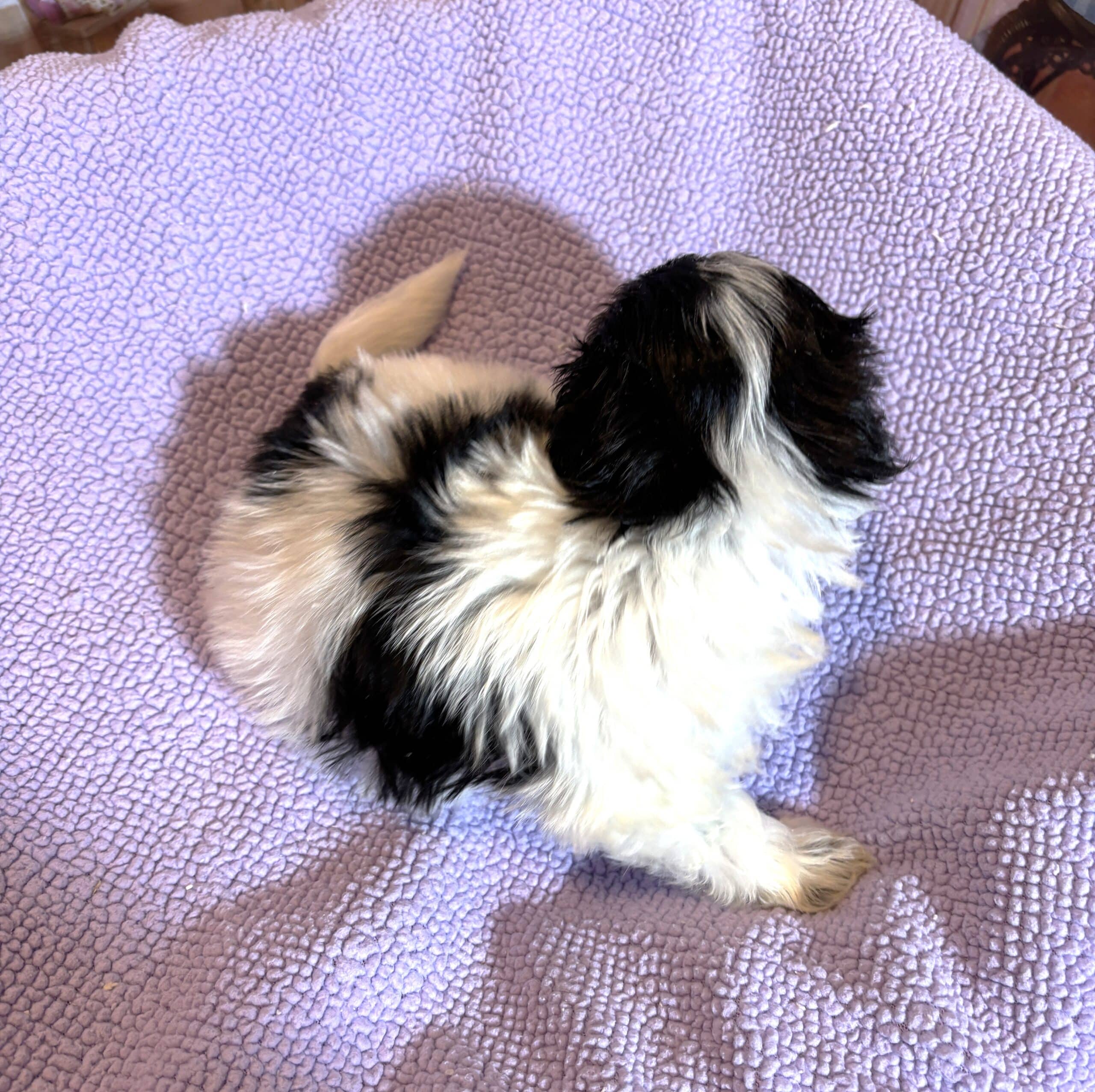 THOR – Chonzer (Bichon / Schnauzer Mix)
