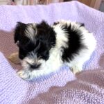 THOR – Chonzer (Bichon / Schnauzer Mix)