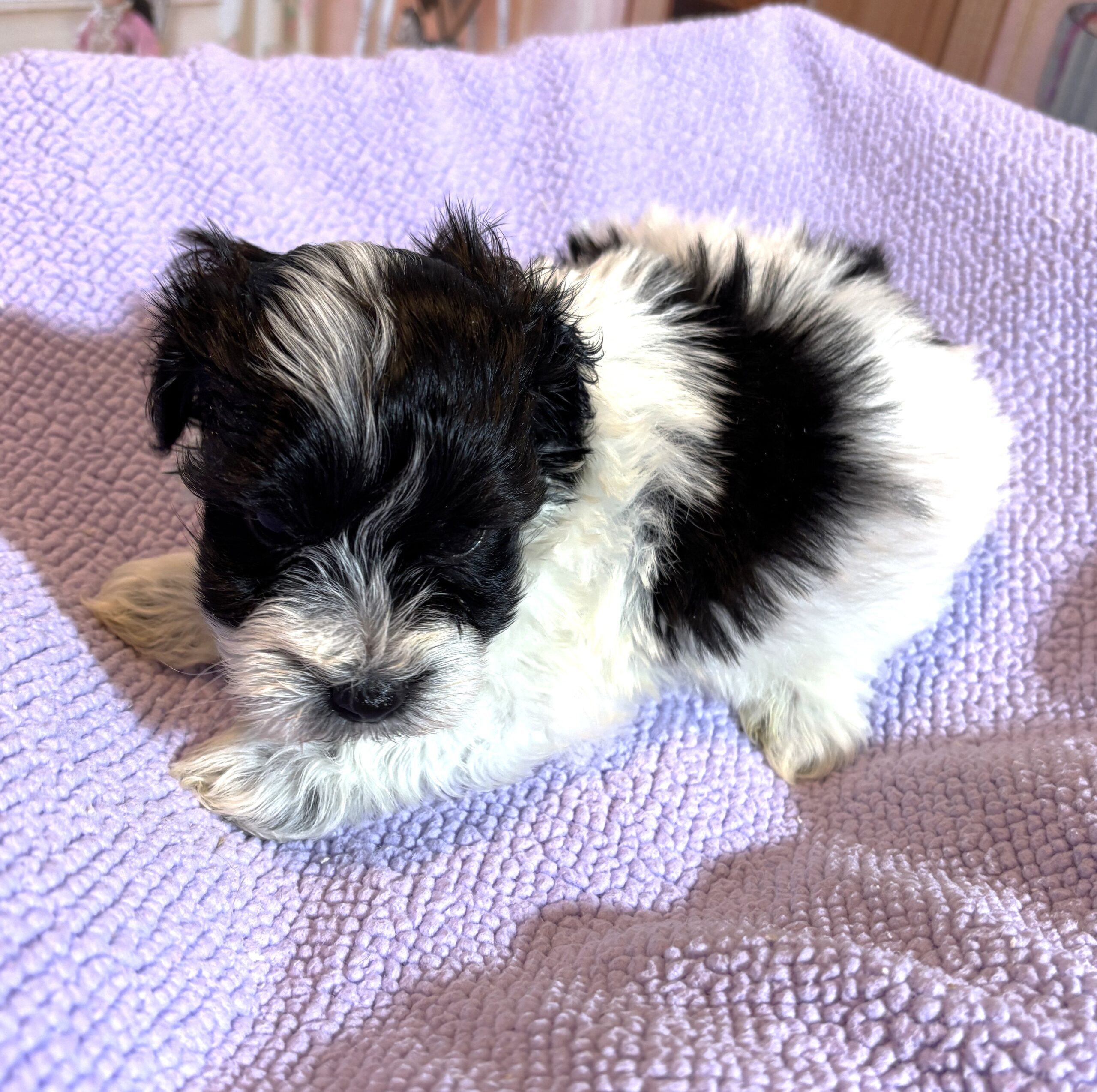 THOR – Chonzer (Bichon / Schnauzer Mix)