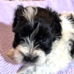 THOR – Chonzer (Bichon / Schnauzer Mix)
