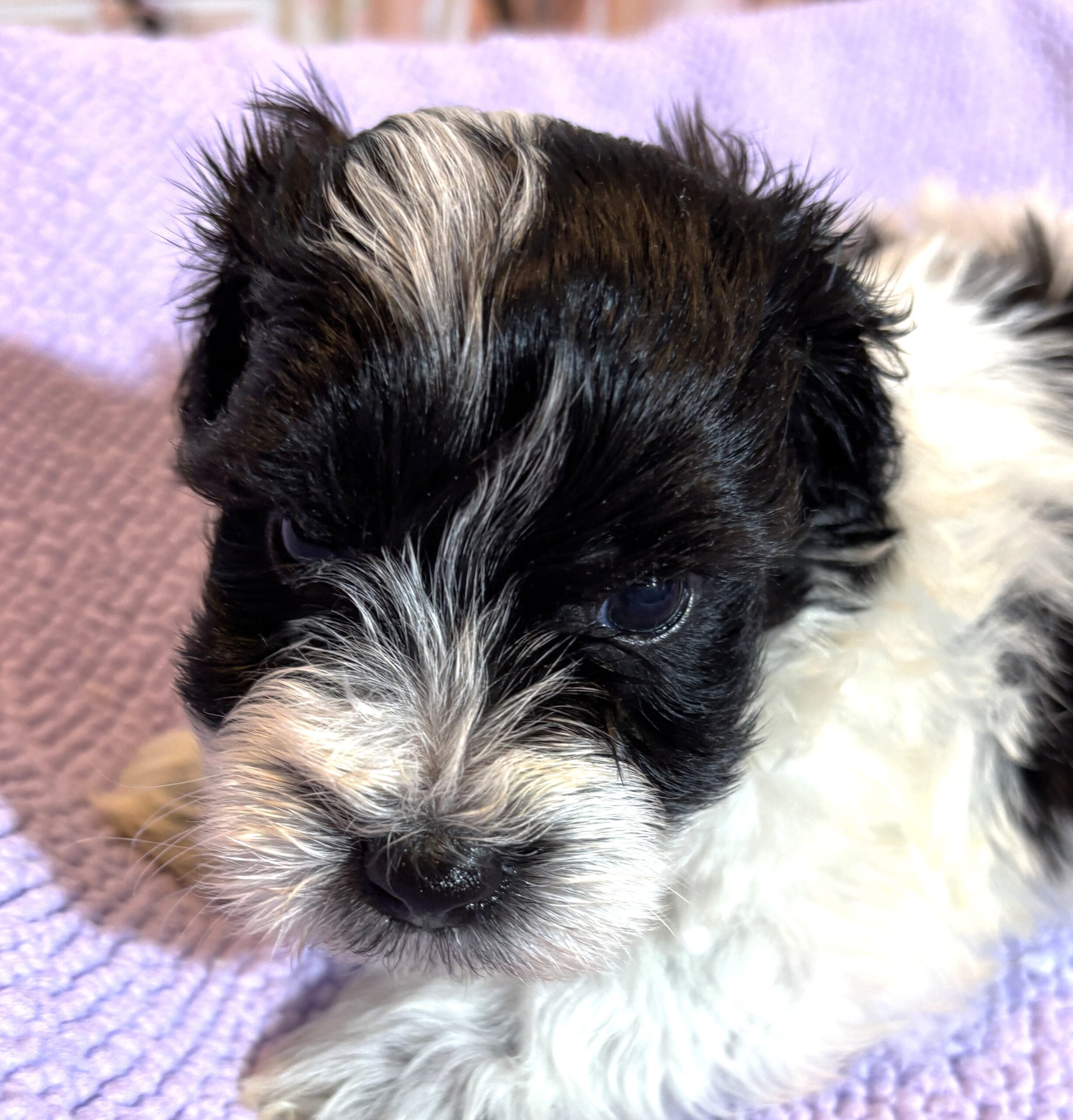 THOR – Chonzer (Bichon / Schnauzer Mix)