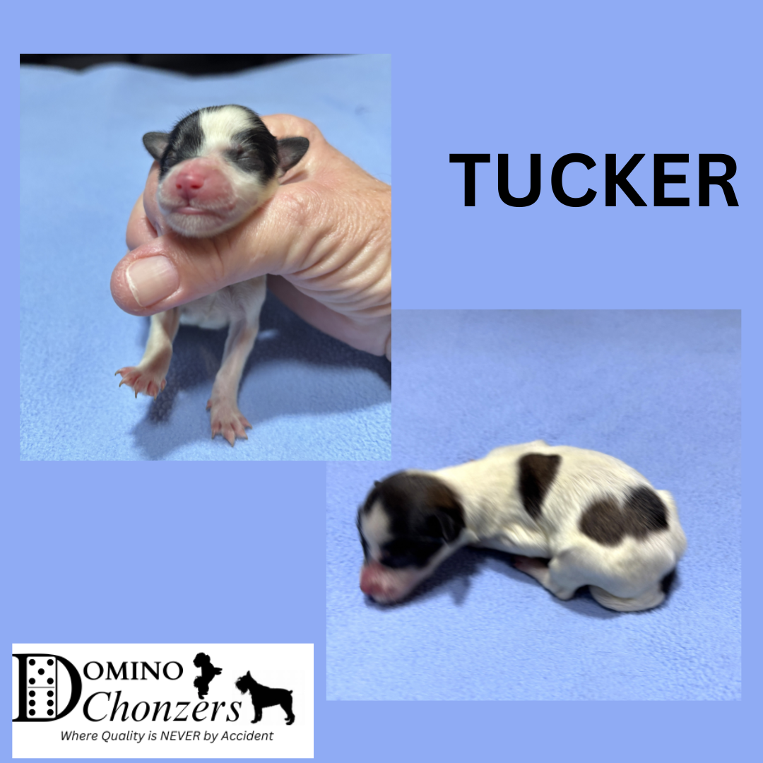ANGEL BABY’s Chonzer Litter Just Arrived
