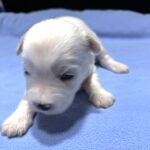 VINNIE – Chonzer (Bichon / Schnauzer Mix)