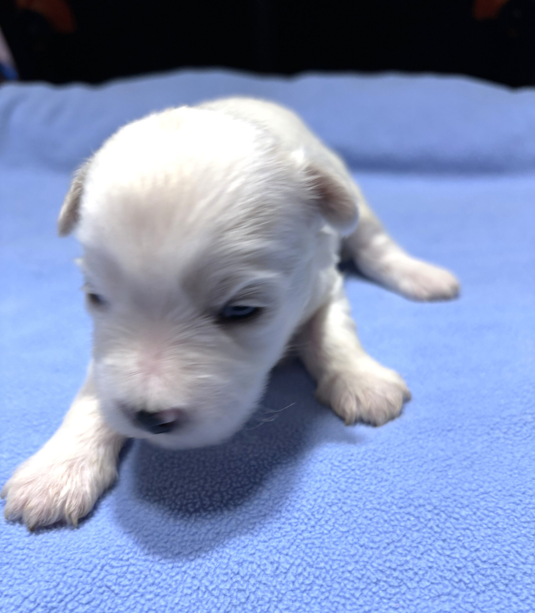 VINNIE – Chonzer (Bichon / Schnauzer Mix)