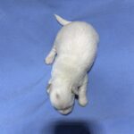 VINNIE – Chonzer (Bichon / Schnauzer Mix)