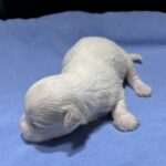 WINTER – Chonzer (Bichon / Schnauzer Mix)