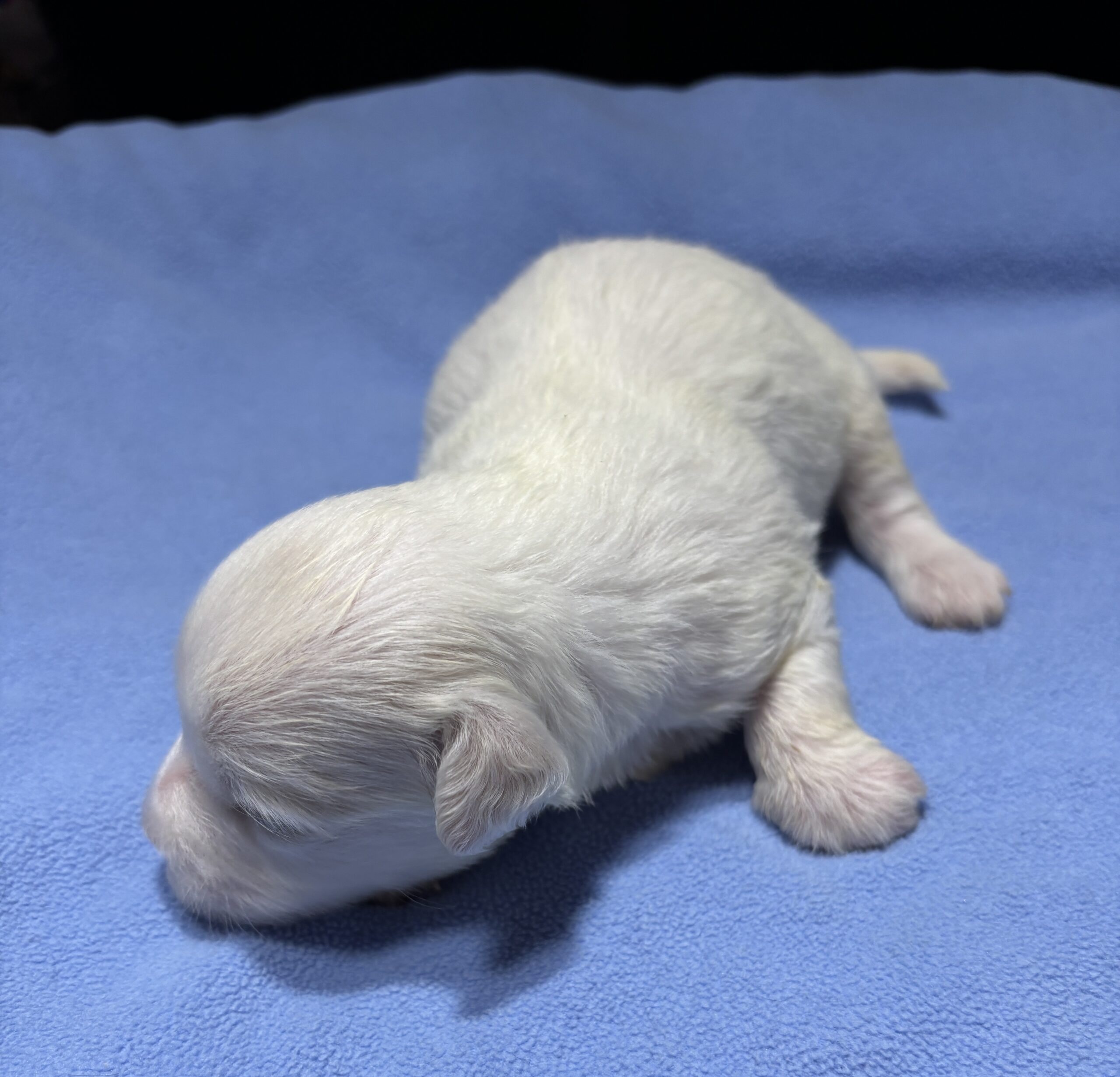 WINTER – Chonzer (Bichon / Schnauzer Mix)