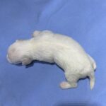 WINTER – Chonzer (Bichon / Schnauzer Mix)