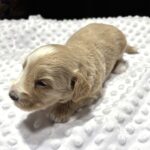 HONEY – Schnoodle Ready for Love!!