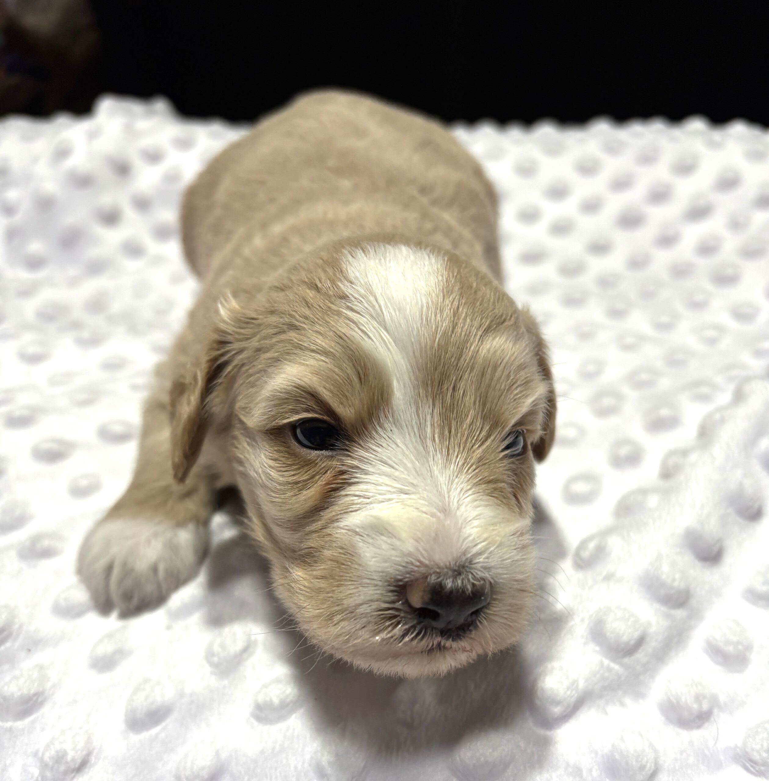 HONEY – Schnoodle Ready for Love!!