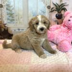 HONEY – Schnoodle – Small Paws, Big heart!