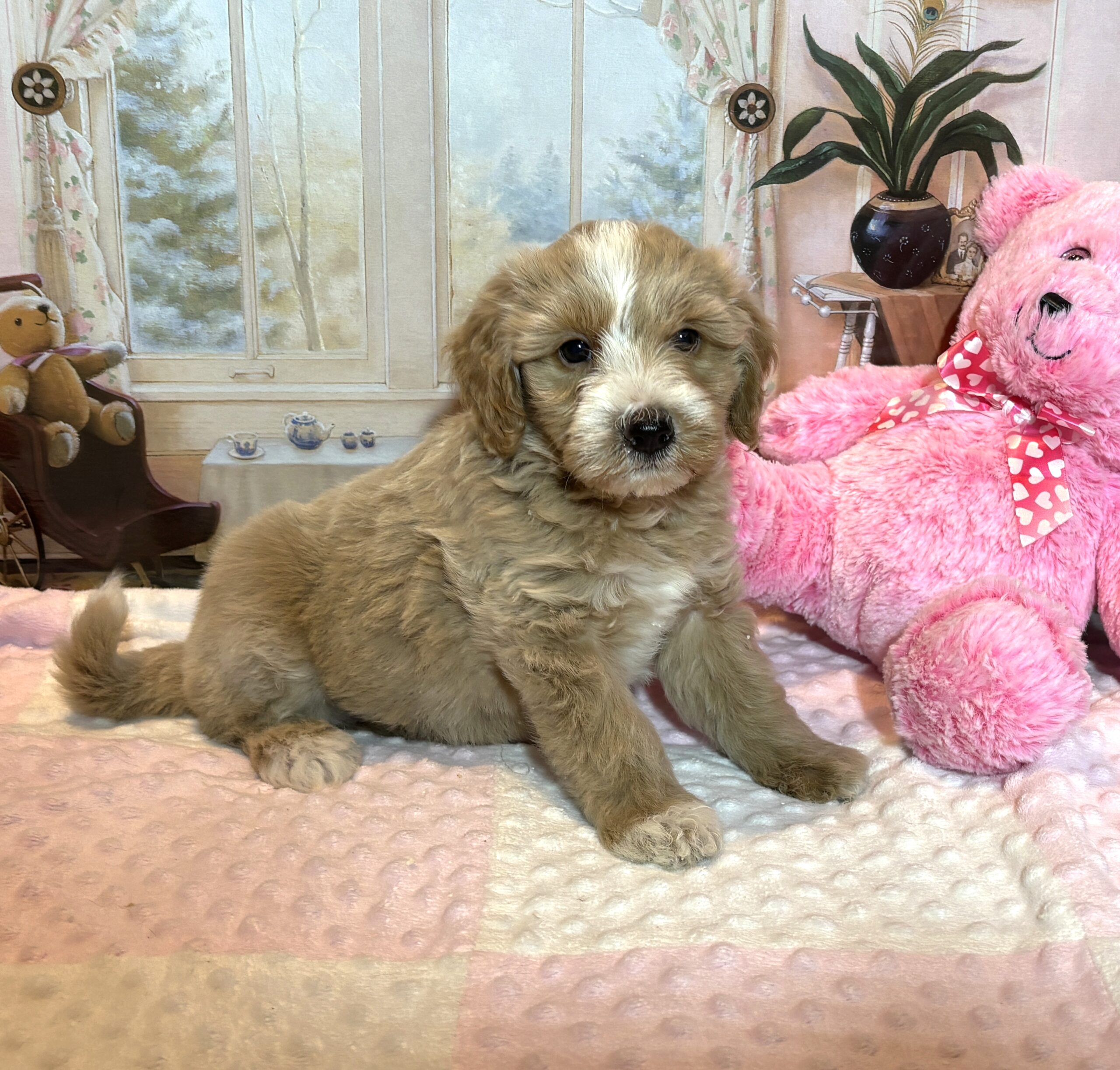 HONEY – Schnoodle – Small Paws, Big heart!