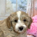 HONEY – Schnoodle – Small Paws, Big heart!